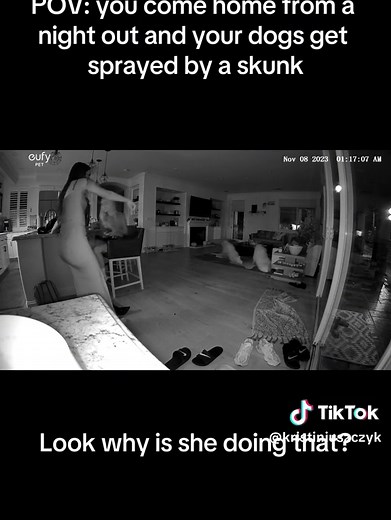 Skunk Spraying Video Slow Motion Compilation