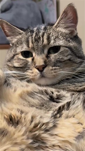 Betty will smack you so hard, you’ll fly international! #talkingcat | Penny The Cat