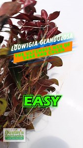 1.9K views · 28 reactions | Want a FAST GROWING EASY RED aquarium...