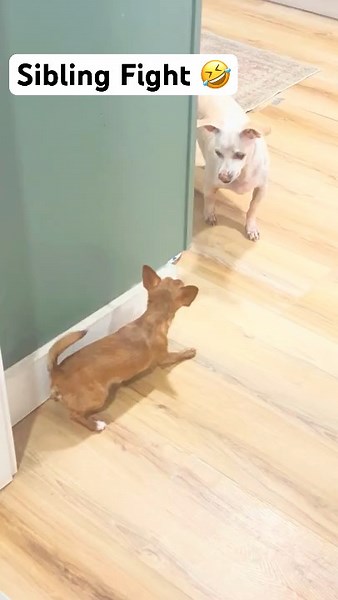 Baxter Crashes Out At Pickle! 😡 #funnydogs #viralshorts #funnydogs #chihuahuas