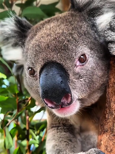 the scariest animal sounds on earth #nature #birdsounds #animalsounds #animals #fyp