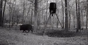 59K views · 866 reactions | Atrativos JavaliPower | Javali Power | Facebook