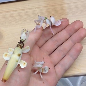 370K views · 1.4K reactions | These flowers are actually mantises. | Insider Science | Facebook