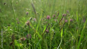 Flowering clover in summer on the field. Purple wild flower. Medicinal herbs on the lawn