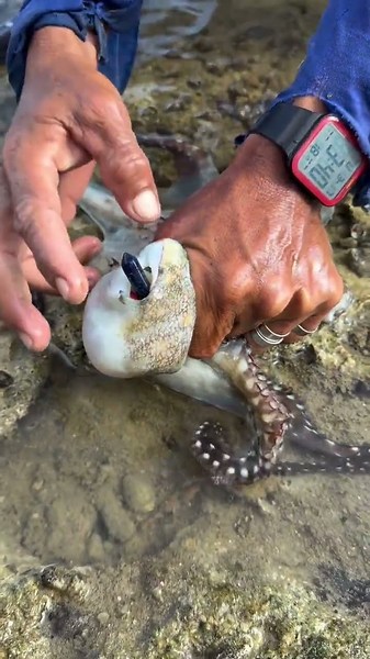 Catching a Giant Octopus and Turning Its Head Inside Out! 🐙