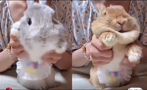 Canciones para Niños: Diversión Musical en TikTok