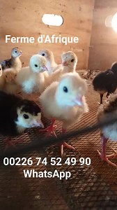 Commander vos dindons pour reproduction chez nous. 00226 74 52 49 90 WhatsApp | Ferme d'Afrique | Facebook