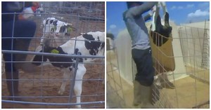 Video Released Of Baby Calves Being Brutalized At Popular Farm Tourist Attraction