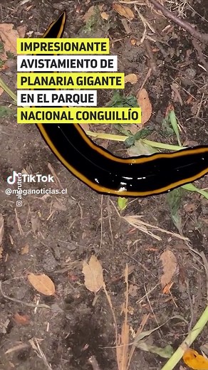 Descubriendo la Planaria Gigante en el Parque Nacional Conguillío