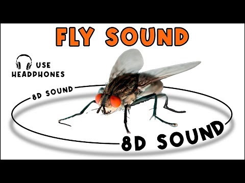 FLY SOUND - FLY SOUND EFFECT - NOISE OF FLY - animal sound