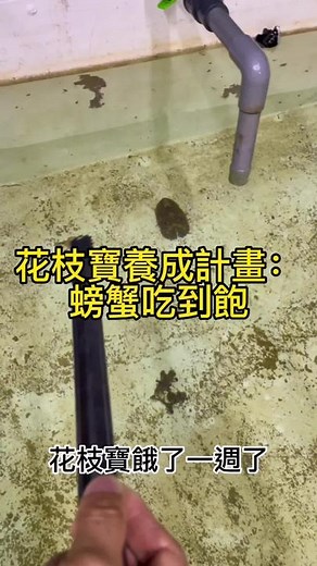 Exploring Crabs: Cleaning and Care Techniques