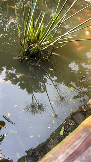 10K views · 52 reactions | Dacles Sebastian on Reels | Facebook