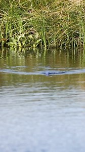 4K views · 54 reactions | The Snag Proof Phat Frog is built to dominate heavy cover, squeeze through the nastiest mats, and call in GIANT blowups!  Who’s ready to send it into the slop?  #SnagProof #PhatFrog #FrogFishing #TopwaterStrike #BassFishing #FishingAddict #Blowups #FishingGear | Snag Proof Lures | Facebook