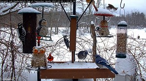 Feeder birds are flocking to the Cornell Lab FeederWatch cam in Sapsucker Woods! Watch Blue Jays, Northern Cardinals, and woodpeckers bring splashes of color to the cam during a February snowstorm in Ithaca, New York. Who's visiting your feeders this winter? Watch LIVE at AllAboutBirds.org/CornellFeeders | Bird Cams