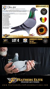 39 reactions | NOW at FEPA LOT 4 'Son 404' a DIRECT SON of SUPER RACERS & BREEDER "DE 404" X "BAUERKE". "DE 404" WINS 13 PRIZES IN THE TOP 10% OUT OF 15 RACES QUIEVRAIN. "BAUERKE" WINS 2ND ACE PIGEON NOYON DIAMANTVERBOND!! Learn more about 'Son 404' from LAMBRECHTS PIGEONS by following this link: https://www.featherselitepigeonauctions.com/auction/539/item/son-404-be24-6094001-16144/ | Feathers Elite Pigeon Auctions | Facebook