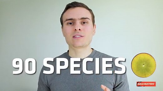 Chaetomium - Species, Allergy & Proper Treatment | Mold Busters