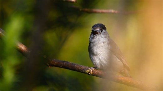 A hidden tree camera records a tiny bird singing alone in the woods
