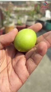 Seedless Lemon Tree Ka First Fruit Harvest 🍋