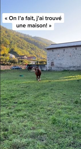 Sauvetage de Chevaux : Aidez-nous à Trouver des Foyers pour les Animaux