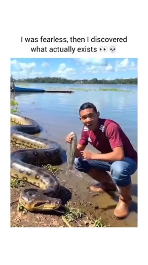 @explaining.mindset on Instagram: "Green anaconda facts and hunting secrets The Green Anaconda is the heaviest snake in the world and one of the longest. It lives in the swamps, rivers, and wetlands of South America, especially in the Amazon and Orinoco regions. This snake is not venomous. It belongs to the boa family and kills prey by squeezing it tightly until it cannot breathe. The anaconda is very strong. Green Anacondas are excellent swimmers. Their eyes and nostrils are on top of their hea