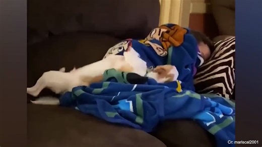 The Moment Dogs Show Their Pure Love for Humans