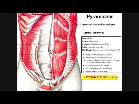 The Pyramidalis Muscle | Origin, Insertion, Innervation, Action, & Variation