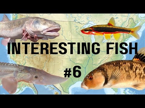 Strange and Interesting Freshwater Fish of North America: Part 6