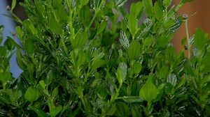 Choosing Hardy Native Plants for Your Garden