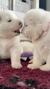 195K views · 13K reactions | It’s a week of huge milestones! Here’s what these gorgeous 3 week old puppies get up to! #puppylife | Poppet and the Wolf Pack | Facebook