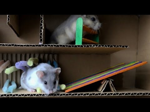 🐹 Hamster Live! Watch these tiny fluffballs in action 🐾✨