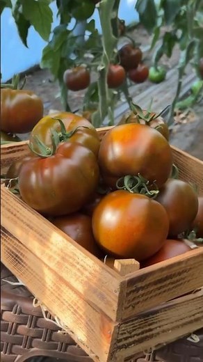#746 Solanum lycopersicum | Lycopersicon esculentum | Solanaceae | Nightshade | Cherry | Berry