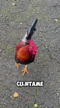 Pico Pico ya no es el mismo… algo está pasando 😟🐦