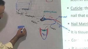 6.6K views · 252 reactions | Nail Structure #Intdgumatory_System_Anatomy | Up Teaching Academy | Facebook