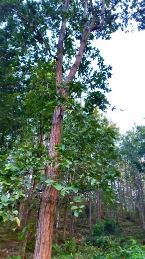 Relaxing Piano Music & Bird Song for Deep Healing 🌿 Sleep Better | Yoga & Study Focus