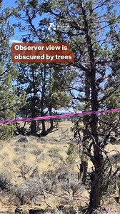 🚨 Week Two: Devil’s Garden Roundup 🚁 The U.S. Forest Service is in the midst of capturing 350 wild horses from Northern California’s Devil’s Garden Plateau via bait trap and helicopter roundup. Beginning on Sept. 2nd, contractor CD Warner Livestock, LLC has been driving these horses across extremely rocky terrain, trapped, and carted off to government holding facilities. ❤️‍🩹 🚧 Observer visibility is almost entirely blocked by trees, while access is capped at just six people on select days. 