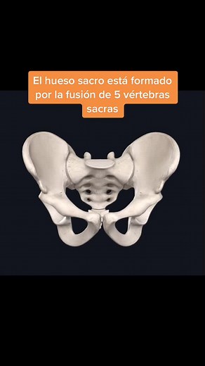 #HuesoSacro 📚 Image courtesy of Complete Anatomy Thanks to @3D4Medical