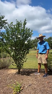Let’s talk about one of our favorite old fashioned plant: Rose of Sharon! 🌿✨ Blooming from late summer and all the way into fall, which makes a heat-tolerant and tall shrub. 👒🧑‍🌾 #RoseOfSharon #SummerBlooms #FallFlowers #HeatTolerantPlants #GardenShrubs #FlowerLovers #BackyardBliss #LateBloomers #PollinatorFriendly #HibiscusHeaven #PerennialBeauty #GardenInspiration #NatureInBloom #ShrubGoals #CottageGardenVibes | Petals From The Past