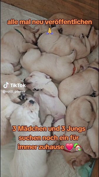 #Rotti_Power #labbi #labrador