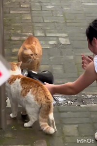 10K views · 84 reactions | they are in a meeting | Animals Story | Facebook