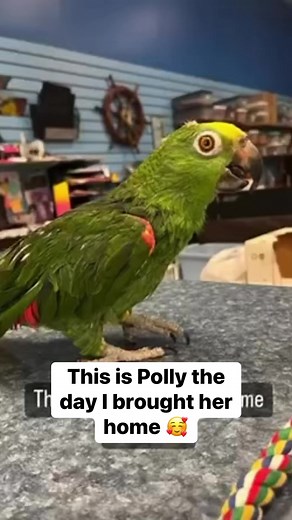 62K views · 1.6K reactions | Introducing my 50 year old parrot, Polly 列 #reelsfb #animals #parrot #adoptdontshop #cuteanimals #retired #storytelling | The Parrot Lady | Facebook