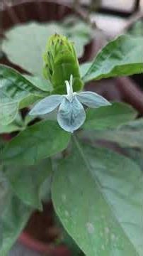 निळी अबोली 🌸 | Aboli Flower Information | Aboli Ani Tiche Prakar | Rare Blue Aboli #youtubeshorts