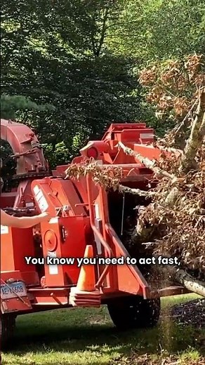 How to Deal With Storm Damaged Trees in Silver Spring, MD | H&E tree service & landscaping