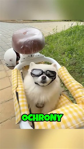 Ten pies to prawdziwy rajdowiec! 🐶🚲 #shorts #historia #viral #ciekawe #polski