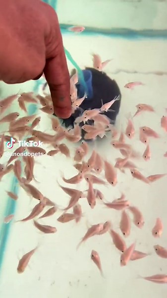 Exploring the Fascinating World of Parrot Fish