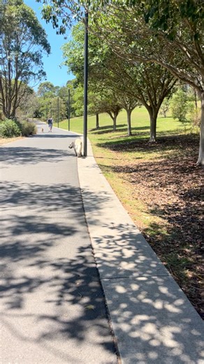 Literally seconds to find a hidden treat!! #goodboy | Dog Walking Adventures & Training | Facebook