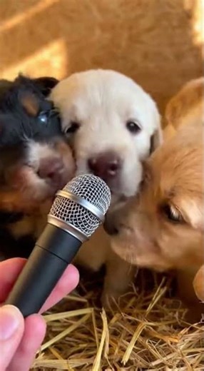 Dog ASMR 🎤 | He Sniffed the Mic Like It Was a Mystery 😂#dogasmr #asmr #dogvideos #petasmr #doglover