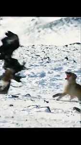 36K views · 886 reactions | Animal Planet TV on Reels | Facebook