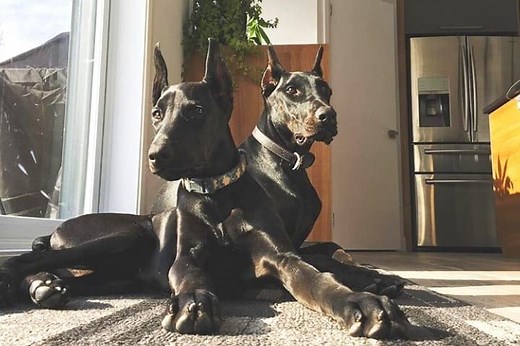 Are All-Black Dobermans Rare? - Doberman Planet