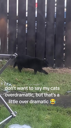Are Your Cats Overdramatic?