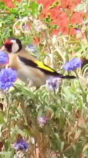 أجمل تبتبيت الحسون للتحفيز #jilguero #europeangoldfinch #goldfinch #بتبتة